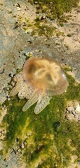 Catostylus