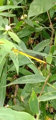 Ceriagrion fallax fallax