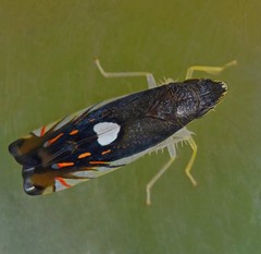 Diedrocephala