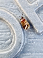 Amphiareus obscuriceps