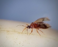 Amphiareus obscuriceps