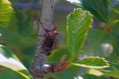 Bathysmatophorinae
