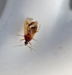 Amphiareus obscuriceps