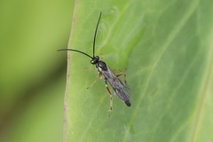Limneriini