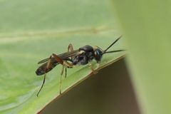 Limneriini