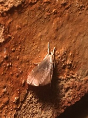 Glaphyria peremptalis