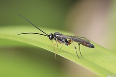 Limneriini