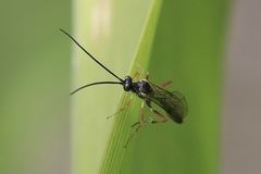 Limneriini
