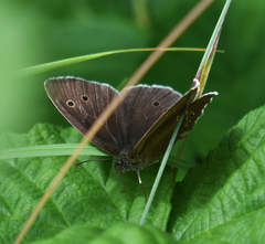 Aphantopus hyperantus
