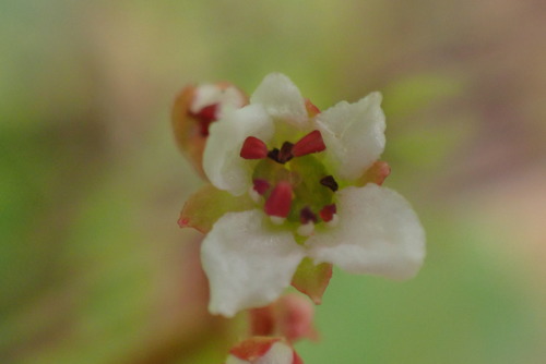 iNaturalist observation photo of California Saxifrage