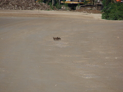 Colinus nigrogularis