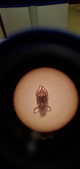 Valgus canaliculatus