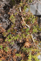 Oedera capensis
