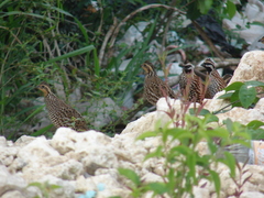 Colinus nigrogularis