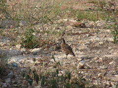 Colinus nigrogularis
