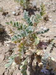 Astragalus layneae