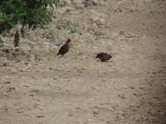 Colinus nigrogularis