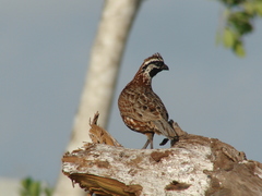 Colinus nigrogularis