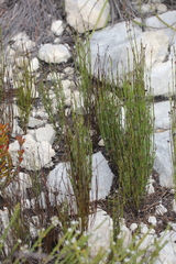 Elegia microcarpa