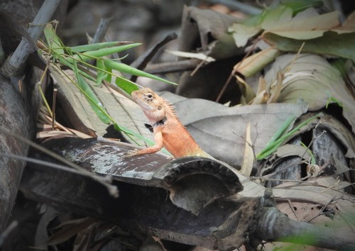 Oriental Garden Lizard