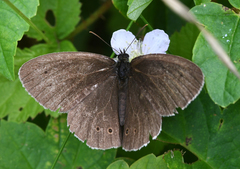 Aphantopus hyperantus