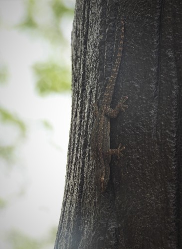Asian House Gecko