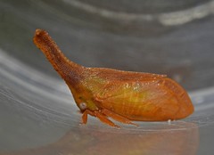 Lycoderides phasianus