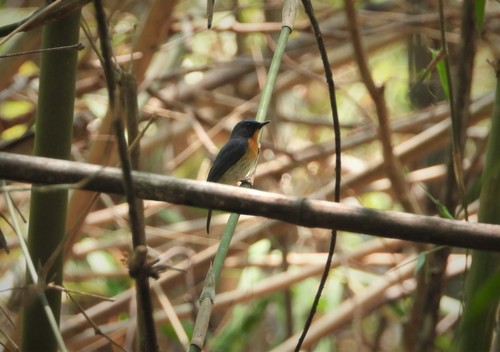 Indochinese Blue Flycatcher