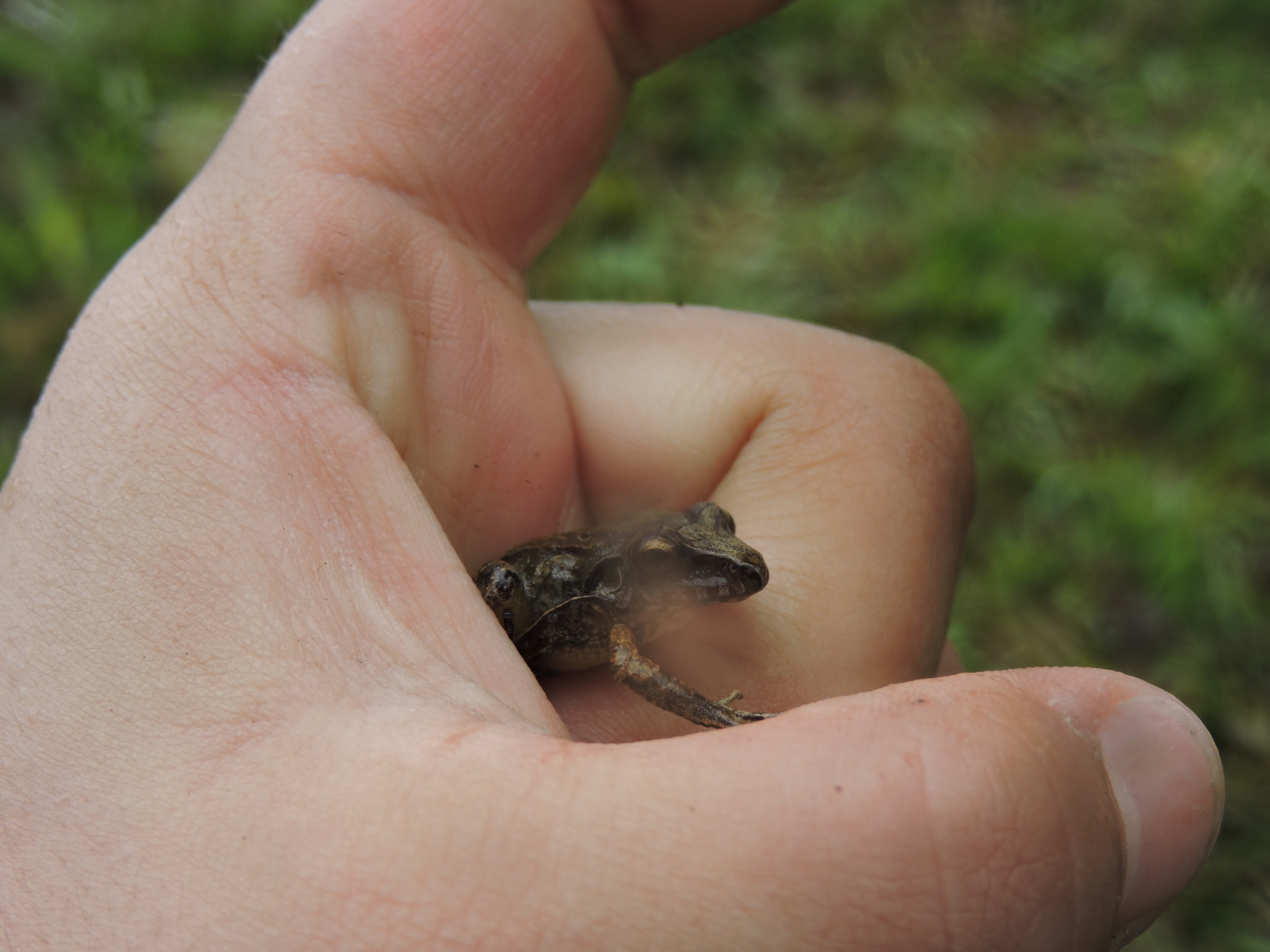Pristimantis lymani image