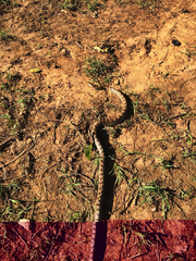 Lampropeltis calligaster