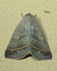 Pantydia capistrata