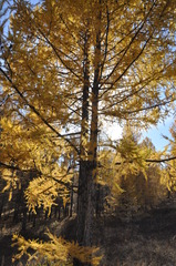 Larix sibirica