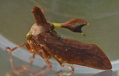 Smerdalea elevata
