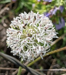 Pentaria dispar