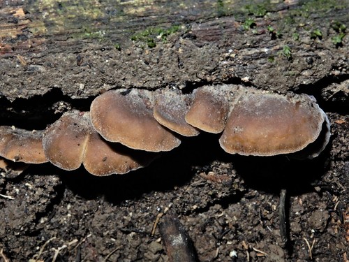 Hohenbuehelia luteola image