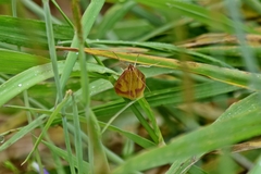 Ostrinia palustralis