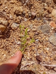 Chorizanthe brevicornu
