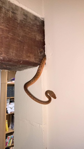 Brown Tree Snake sighting