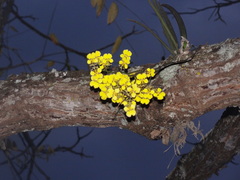 Trichocentrum cebolleta
