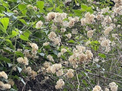 Gymnanthemum amygdalinum