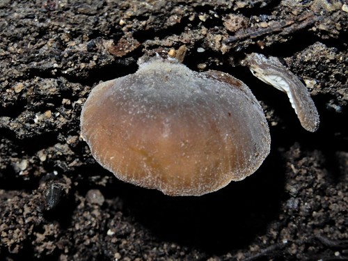 Hohenbuehelia luteola image