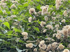 Gymnanthemum amygdalinum
