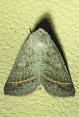 Pantydia capistrata