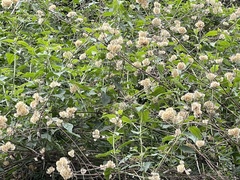 Gymnanthemum amygdalinum