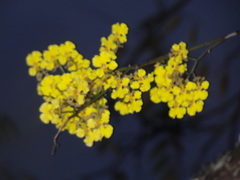 Trichocentrum cebolleta