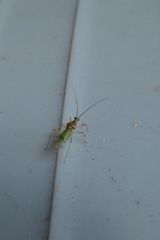 Felisacus elegantulus