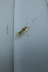 Felisacus elegantulus