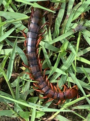 Scolopendra dehaani