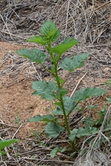 Rubus crataegifolius