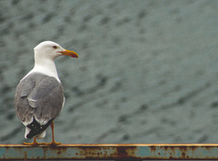 Larus cachinnans